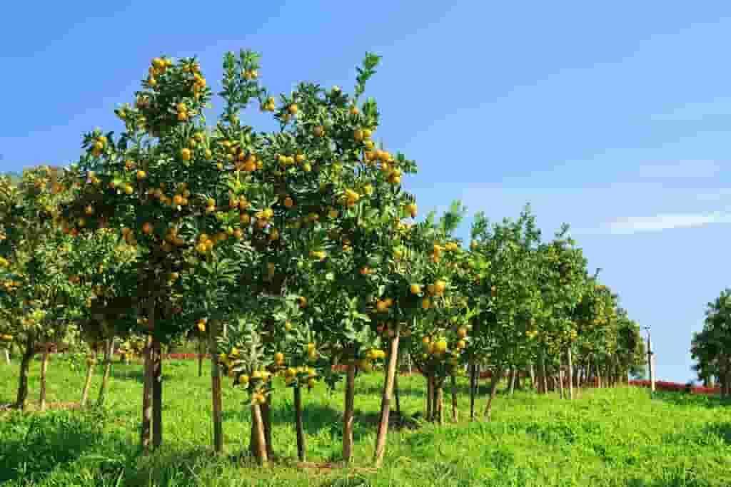 Citrus Tree Farms | Tree Farming Information | Farms.com